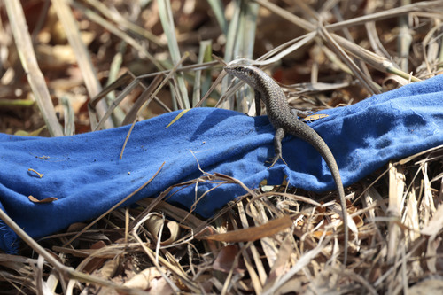 São Tomé Skink