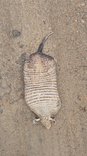 Greater Naked-tailed Armadillo