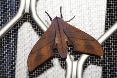 Marumba cristata bukaiana