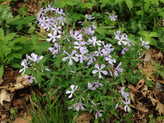 Phlox divaricata divaricata