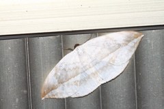 Cyclidia substigmaria