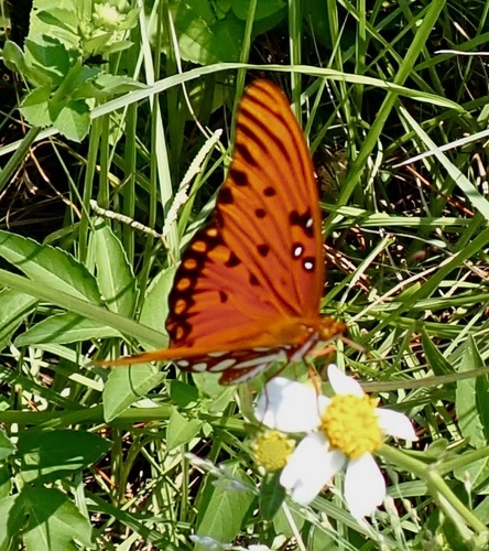 Gulf Fritillary