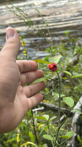 strawberry bush