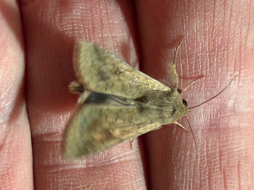 Cotton Bollworm Moth