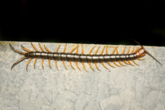 Scolopendra mutilans