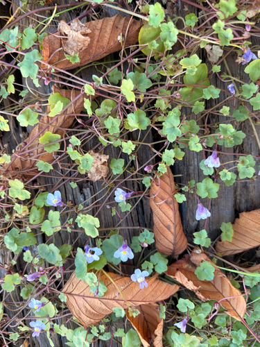 Ivy-leaved toadflax