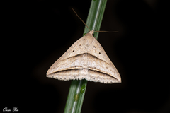 Blasticorhinus bifasciata