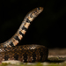 Ringed Water Snake - Photo (c) 尹若宇, some rights reserved (CC BY-NC), uploaded by 尹若宇