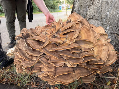 Giant Polypore