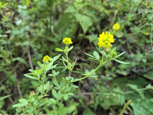 Trifolium aureum, photograph 5
