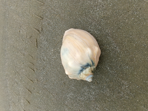 Adelomelon brasiliana, 2026-09-19