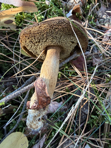 Bay Bolete