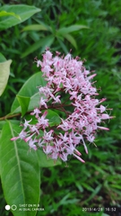 Ixora nigricans