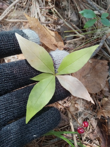 northern starflower
