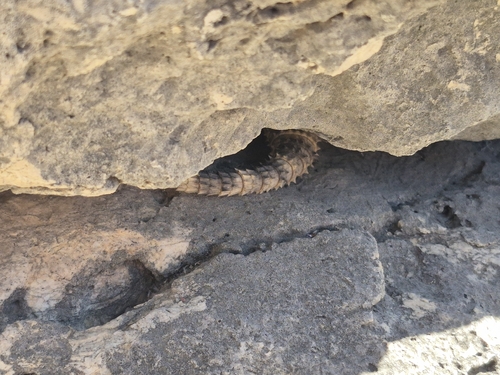 Roughtail Rock Agama