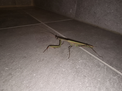 European Mantis