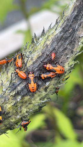 Large Milkweed Bug