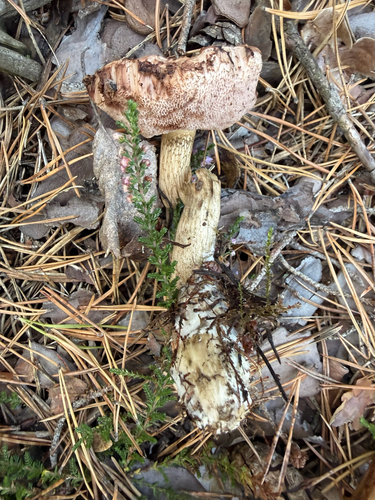 Bitter Bolete