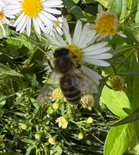 Western Honey Bee