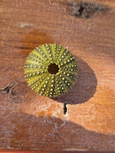Atlantic Purple Sea Urchin