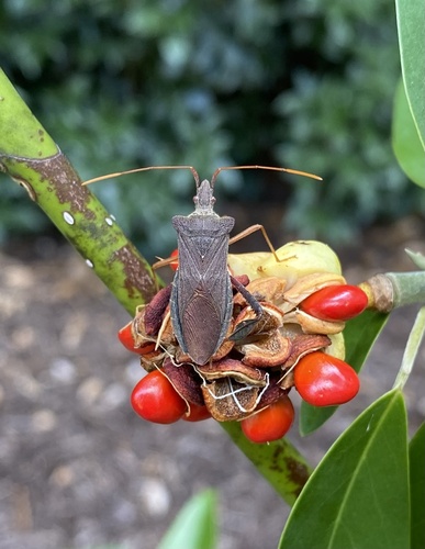 Magnolia Leaf-footed Bug