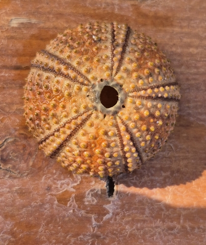 Black sea urchin