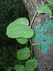 (c) xanderferret, some rights reserved (CC BY) Smilax glauca, photograph (c) xanderferret, some rights reserved (CC BY)