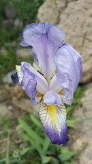 Iris mesopotamica