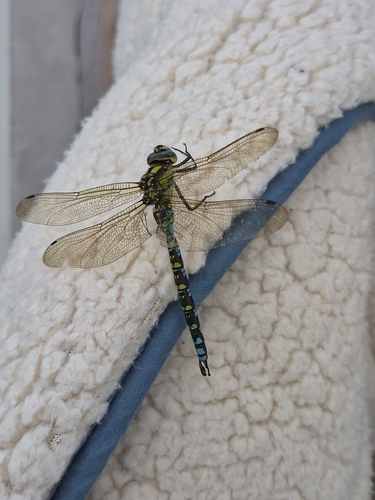 Southern Hawker