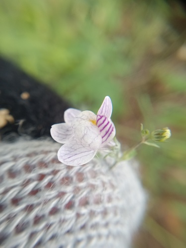 Pale Toadflax