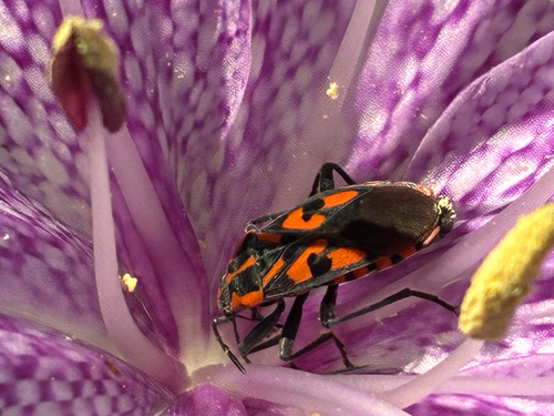 Spilostethus saxatilis