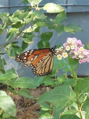 Monarch