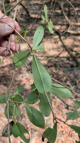 Cyrilla racemiflora, photograph 2