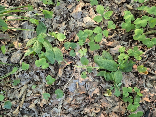 Melittis melissophyllum, photograph 4