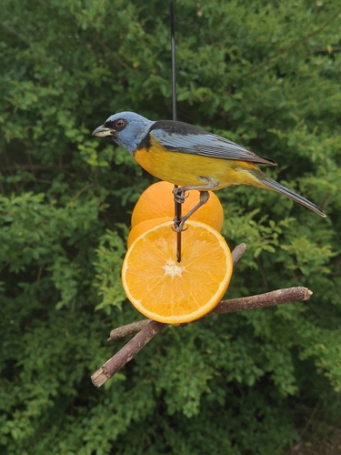 Blue-and-yellow Tanager