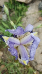 Iris mesopotamica