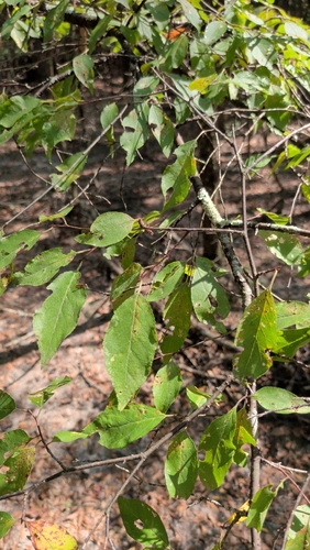 Prunus umbellata