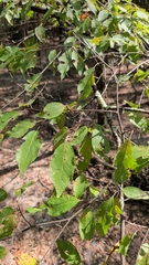 Prunus umbellata