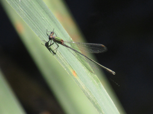 Western Willow Spreadwing