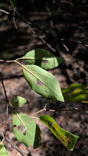 Prunus umbellata, photograph 2