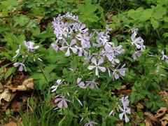 Phlox divaricata divaricata