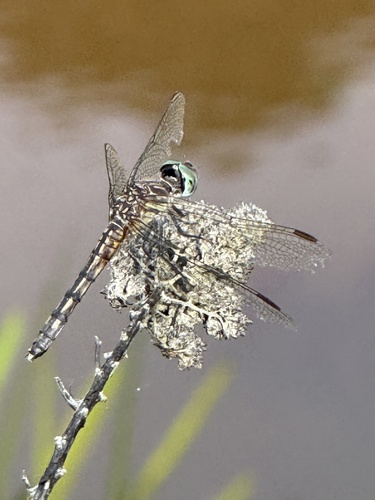 Blue Dasher