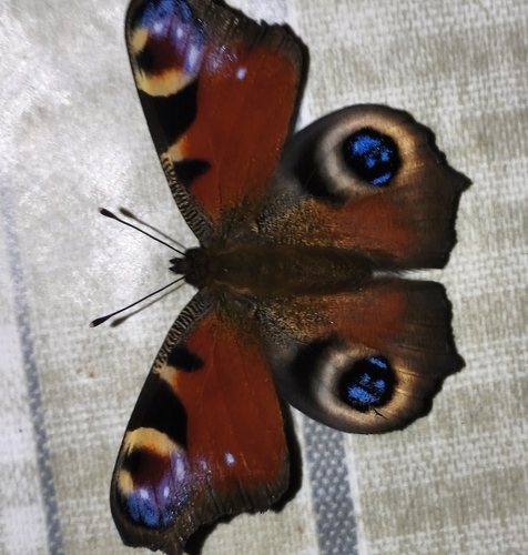 European Peacock Butterfly