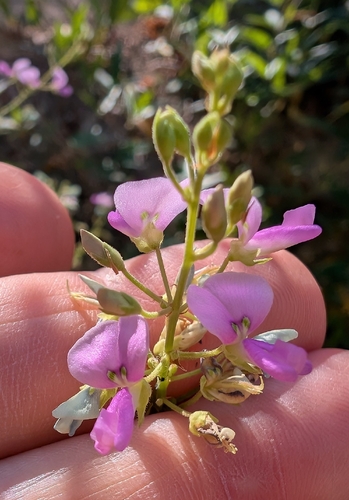 Desmodium paniculatum, photograph 3