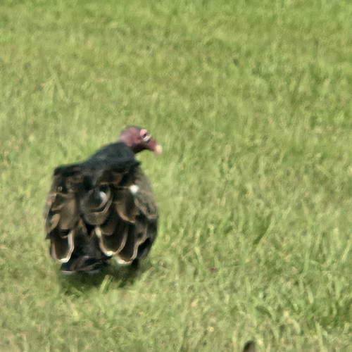 Turkey Vulture
