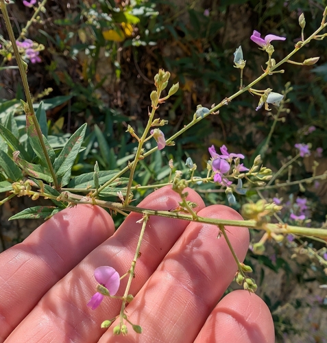 Desmodium paniculatum, photograph 4