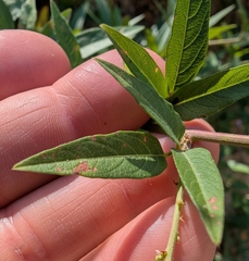 Desmodium paniculatum, photograph author not stated, no rights reserved
