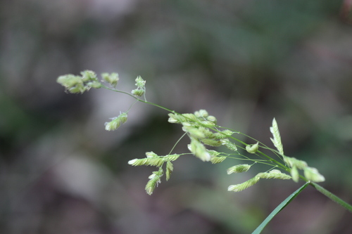 Catchfly grass