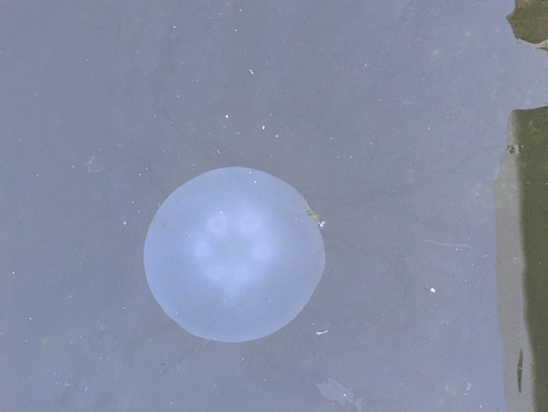Greater Moon Jelly