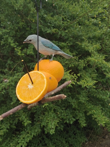Sayaca Tanager